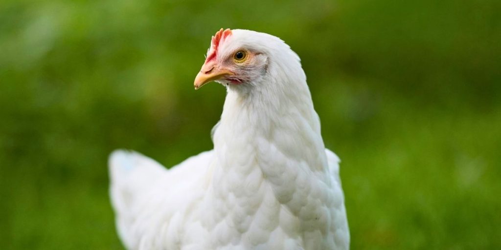 partes del pollo que mejor se aprovechan